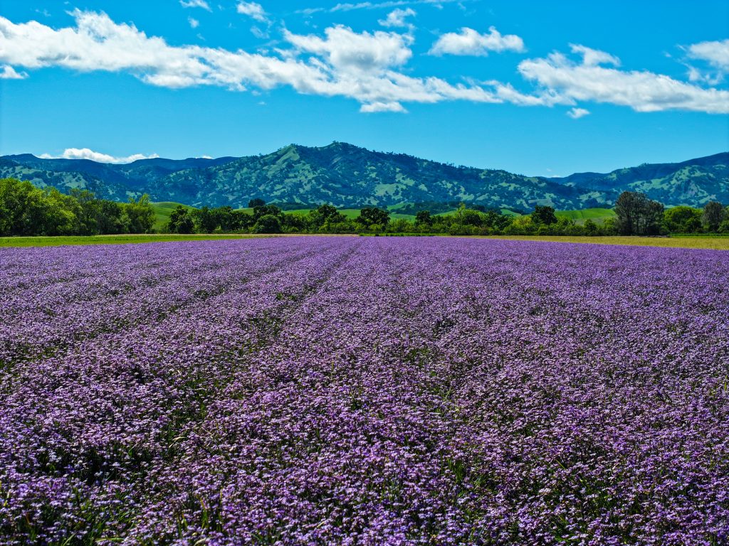 Flower Field Web